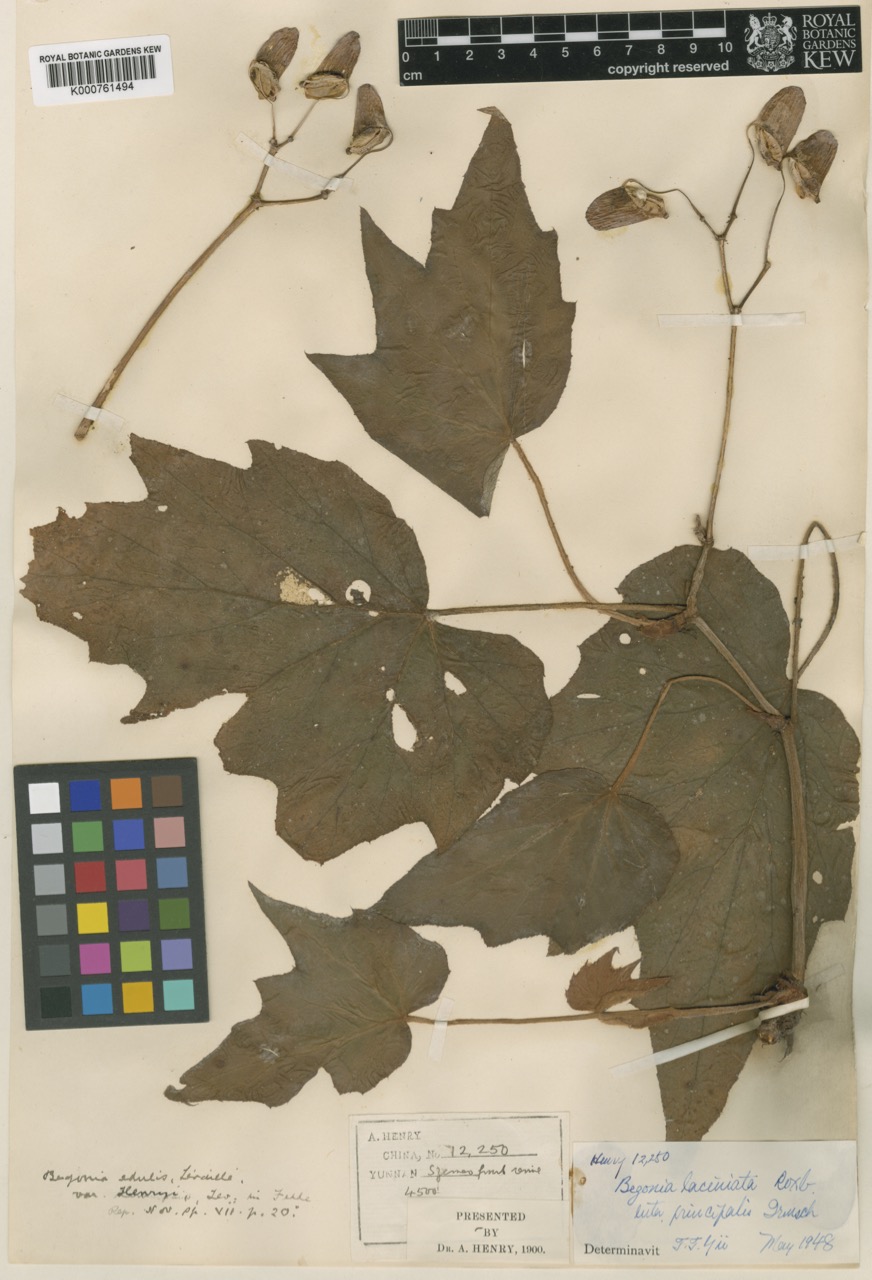 B. palmata var. principalis